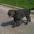 Mastino Napoletano