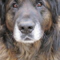 Leonberger
