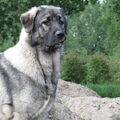Sarplaninac