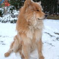 Eurasier