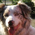 Australian Shepherd