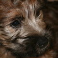 Irish Softcoated Wheaten Terriër