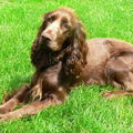Field Spaniel