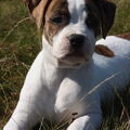 Amerikaanse Bulldog