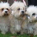 Dandie Dinmont Terriër