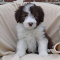 Bearded Collie