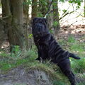 Shar Pei