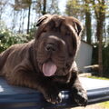 Shar Pei