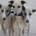 Whippet