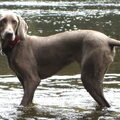 Weimaraner