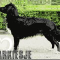 Markiesje