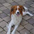 Kooikerhondje