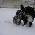 Berner Sennenhond