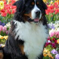 Berner Sennenhond