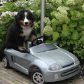 Berner Sennenhond