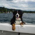 Berner Sennenhond