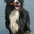 Berner Sennenhond