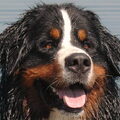 Berner Sennenhond
