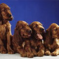 Ierse Setter