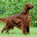 Ierse Setter