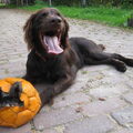 Duitse Staande Hond, Langhaar