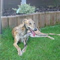 Galgo Español