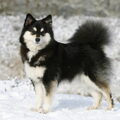 Finse Lappenhond
