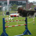 Finse Lappenhond