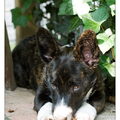 Welsh Corgi Cardigan