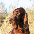 Ierse Setter