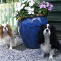 Cavalier King Charles Spaniel