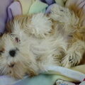 Lhasa Apso