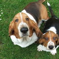 Basset Hound