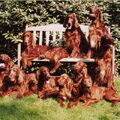 Ierse Setter