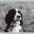Engelse Springer Spaniel