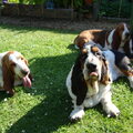 Basset Hound