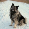 Keeshond, Grote