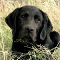 Labrador