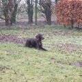Duitse Staande Hond, Langhaar