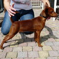 Dwergpinscher