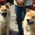 Eurasier