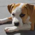 American Staffordshire Terrier