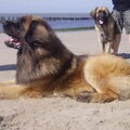 Leonberger