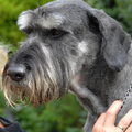 Schnauzer