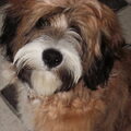 Tibetaanse Terrier