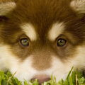 Alaskan Malamute