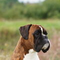 Boxer