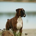 Boxer