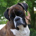 Boxer