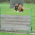Boxer